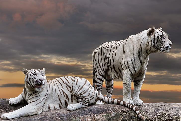 white, the sky, look, sunset, clouds, tiger, pose, collage, stone, photoshop, treatment, pair, lies, tigers, two, handsome, two tigers, HD wallpaper