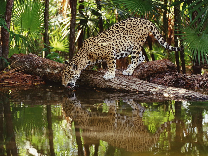 Woda pitna Jaguar, lampart brunatny i czarny, zwierzęta, inne, drzewa, jaguar, woda pitna, Tapety HD