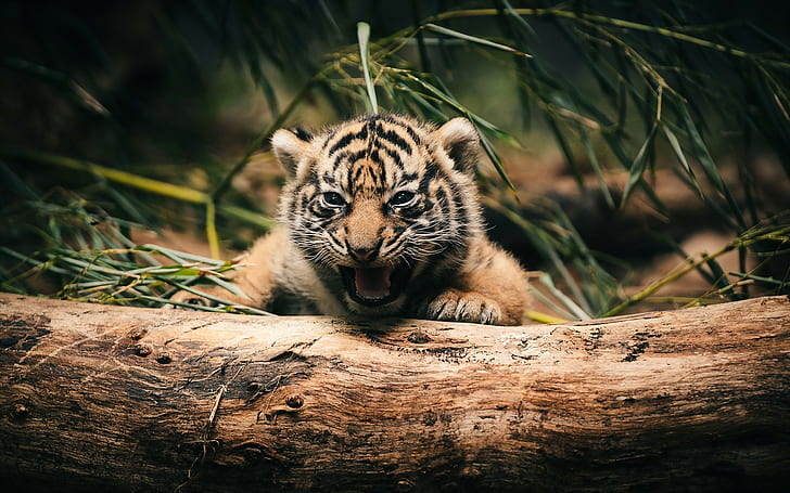 hewan, log, hewan bayi, harimau, Wallpaper HD