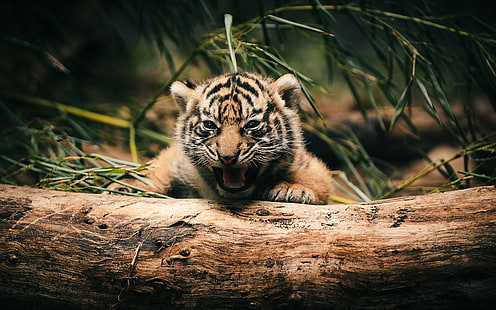 Tiere, Baumstamm, Tierbabys, Tiger, HD-Hintergrundbild HD wallpaper