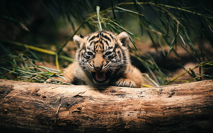tiger, baby animals, log, animals, HD wallpaper