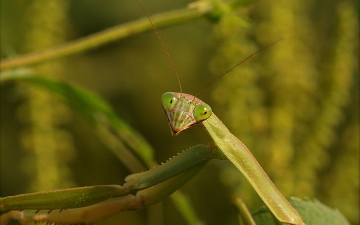 mantis verde, mantis, hierba, insecto, Fondo de pantalla HD