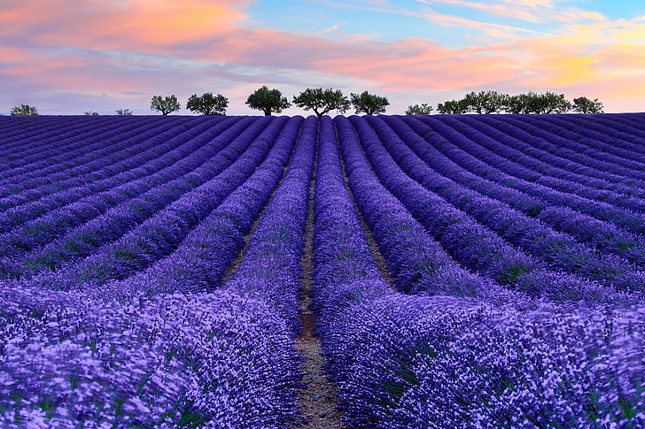 lila lavendelblommor, fält, himlen, moln, blommor, träd, Frankrike, lavendel, Provence, HD tapet