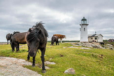black horse and brown cattle at green grass field near white lighthouse under cloudy sky during daytime, horses, horses, Horses, Lighthouse, black horse, brown, cattle, green grass, white, cloudy, sky, daytime, Hallands väderö, animal, horse, häst, exif, model, canon eos, 760d, focal_length, mm, geo, country, camera, iso_speed, state, geo:location, aperture, ƒ / 8, city, lens, ef, s18, f/3.5, nature, outdoors, HD wallpaper HD wallpaper