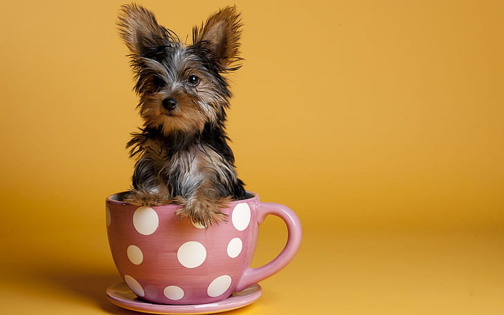 Yorkshire in a cup, black-and-tan yorkshire terrier, animals, 2560x1600, yorkshire, HD wallpaper