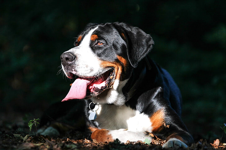 black and white St. Bernard, great swiss mountain dog, dog, muzzle, HD wallpaper