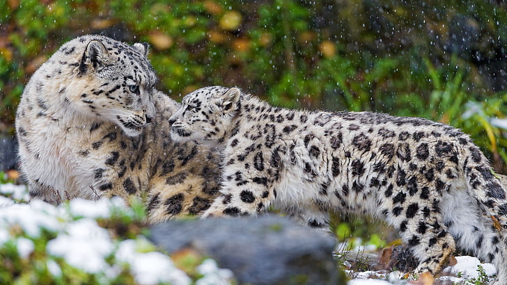 baby, leopard, Motherhood, snow, winter, HD wallpaper