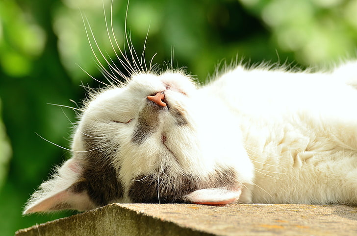 kot, biały, leżący, leniwy, uroczy, śpiący, Zwierzę, Tapety HD