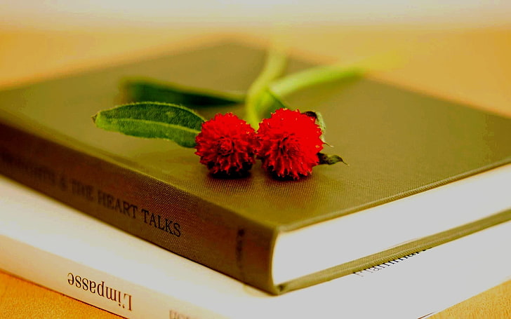 red flowers, leaves, macro, flowers, background, books, petals, book, full screen, HD wallpapers, Wallpaper for desktop, the sprout, flower. red, HD wallpaper