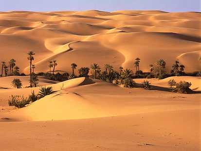 ilustracja pustyni, pustynia, oaza, roślinność, drzewa, palmy, piasek, Tapety HD HD wallpaper