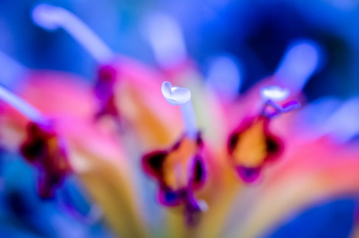 focus photo of white petaled flower, untitled, jpg, focus, white, flower, abstract  art, black  blue, blue  color, color photography, fuchsia, macro, micro, nature, nikon D7000, orange, photo, photography, photos, pink, plant, raw, Houston  Texas, United States, defocused, HD wallpaper