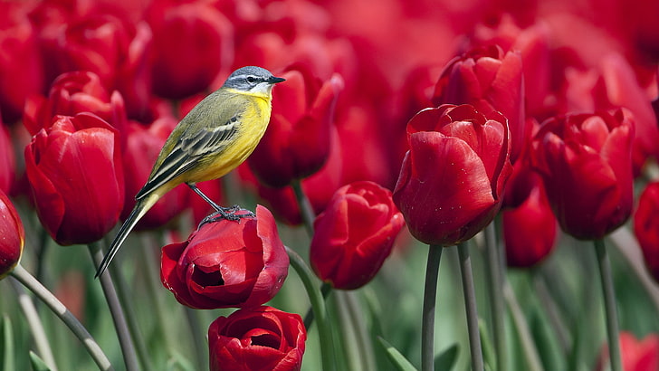 żółty pliszka przysiadła na czerwonym płatku kwiatu selektywnej ostrości fotografia, ptak, tulipany, kwiaty, Tapety HD