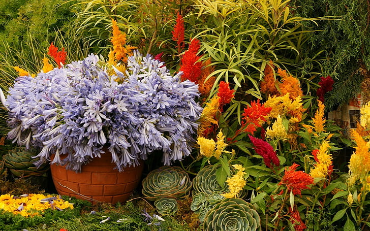 Blumen, Vielzahl, Pflanzgefäße, Blumenbeet, Garten, Grüns, HD-Hintergrundbild