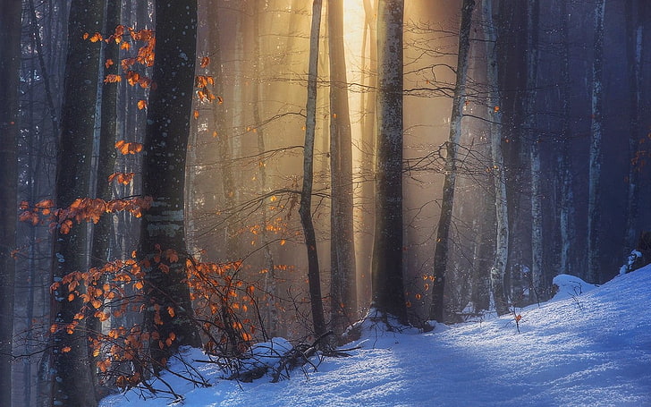 hutan tertutup salju, alam, lanskap, sinar matahari, sinar matahari, hutan, musim gugur, salju, merah, daun, pohon, dingin, bukit, Wallpaper HD