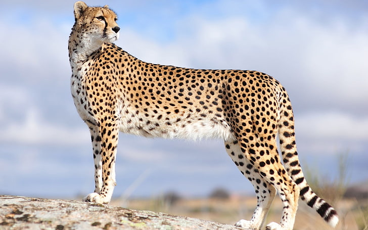 desktop cheetah, Wallpaper HD