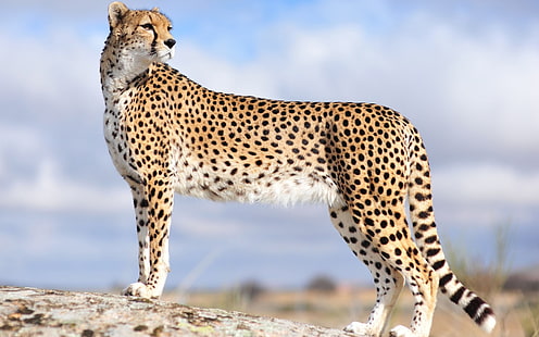 Gepard Desktop, HD-Hintergrundbild HD wallpaper