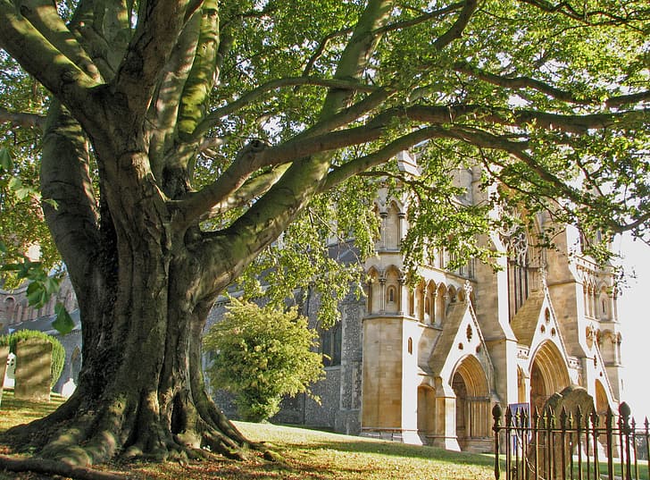 Bäume, Gotik, England, Kirche, Kathedrale, Architektur, St. Peter, St. Peter, Exeter, HD-Hintergrundbild