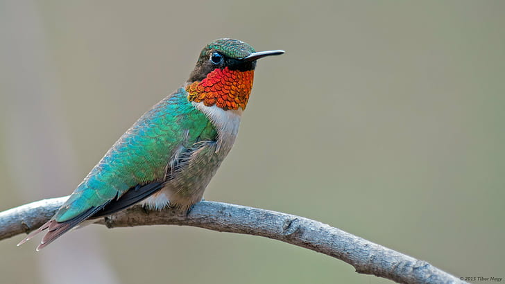 pájaro en rama blanca, colibrí, colibrí, macho, colibrí garganta de rubí, pájaro, blanco, rama, pluma, iridiscente, colibrí, fauna, animal, naturaleza, pico, multicolor, Fondo de pantalla HD
