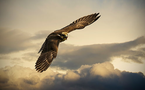 Brauner und weißer Adler, Falken, Vögel, Tiere, HD-Hintergrundbild HD wallpaper