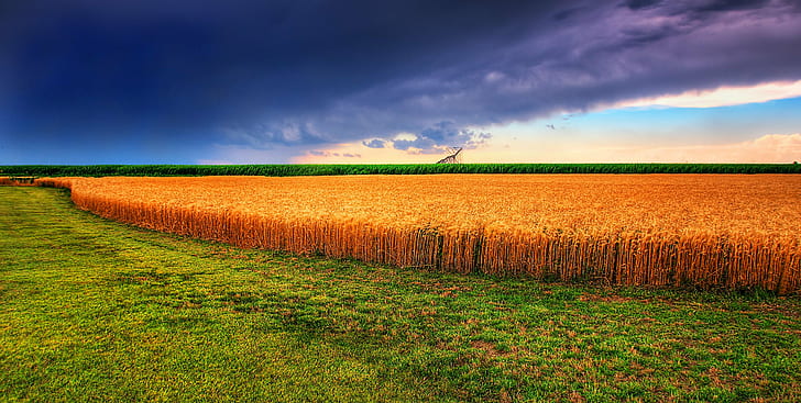 панорамна снимка на зърнено поле, пшеница, Канзас, пшеница, Канзас, Канзас, Пшеница, Панорама, панорамна снимка, зърно, поле, лятна буря, житни поля, облаци, Оукли, Ks, гръмотевични бури, лятно време, летен ден, залез, цифрова картина , цифрова снимка, златни полета, златно поле, среден запад, прерия, САЩ, Съединени американски щати, Америка Америка, сърце, юли юли, hdr, фотошопиран, пейзаж, небе, nikon d300, стихове, поети, поезия, писатели, пейзажи , Изследвайте, Изследвани, творческо писане, nikkor, photomatix, изкуство, пътуване, селско стопанство, селски сцена, природа, ферма, на открито, лято, озеленен, син, земя, сезон, растение, ливада, HD тапет