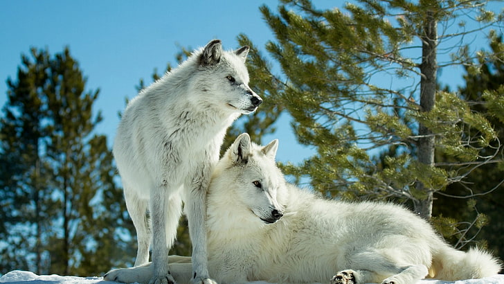 Dos lobos blancos, depredadores, lobos, una pareja, Fondo de pantalla HD |  Wallpaperbetter