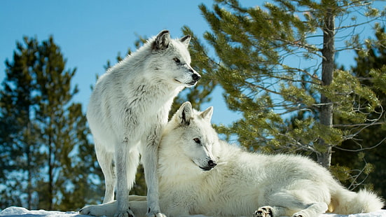 dwa białe wilki, drapieżniki, wilki, para, Tapety HD HD wallpaper