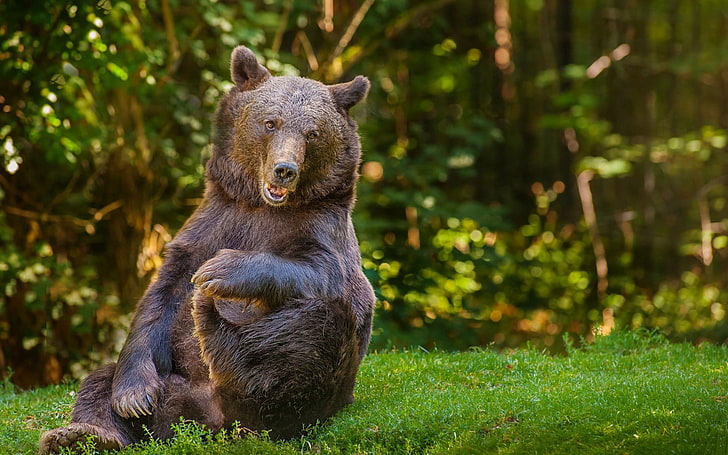 grizzly bear, bear, grass, trees, forest, funny, HD wallpaper