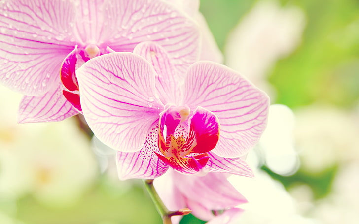 white and purple moth orchid, flower, macro, Orchid, Phalaenopsis, HD wallpaper