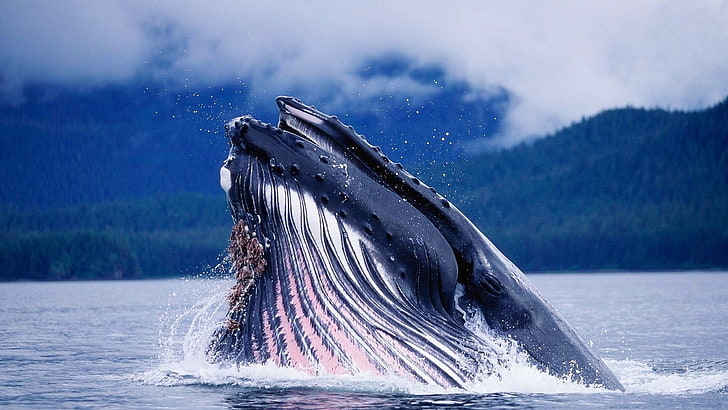 кит убиец, кит, глава, пръскане, вода, HD тапет