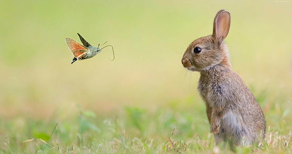 cute animals, butterfly, 4K, rabbit, HD wallpaper HD wallpaper