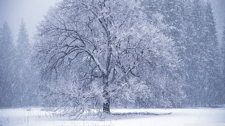 szare drzewo pokryte śniegiem, drzewa, zima, przyroda, krajobraz, śnieg, biel, Tapety HD
