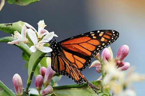 макро снимка на оранжева и черна пеперуда върху бяло цвете, пеперуда монарх, лимон, цвят, макро изстрел, фотография, оранжева, черна пеперуда, бяло цвете, насекомо, природа, пеперуда - насекомо, цвете, животно Крило, красота в природата, животно , отблизо, HD тапет HD wallpaper