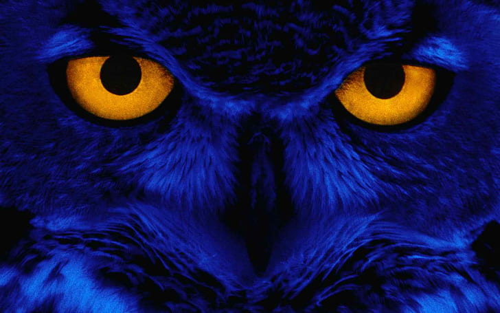 Halloween, Owl, Owl Eyes, Blue, Animal, owl, HD wallpaper