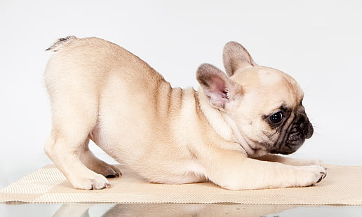pose, valp, fransk bulldog, HD tapet HD wallpaper