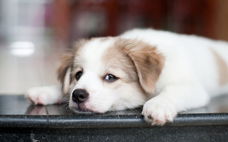 cucciolo bianco e marrone chiaro a pelo corto, cucciolo, cane, museruola, occhi, tristi, Sfondo HD