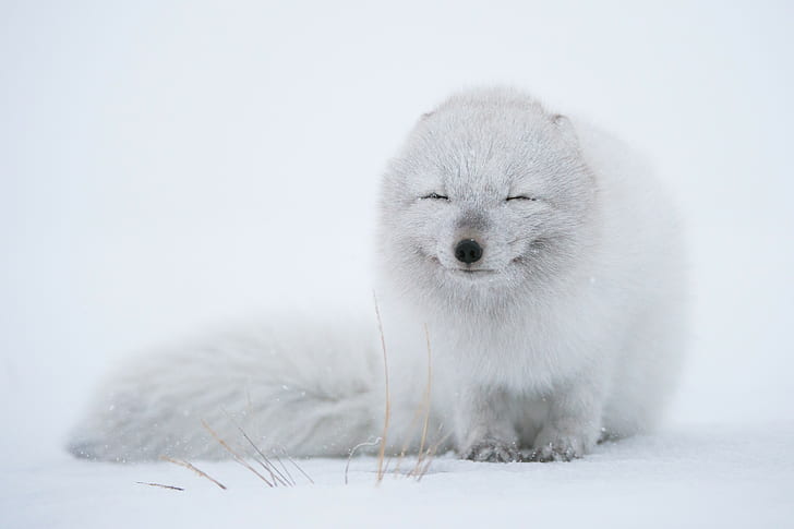 white, fox, animals, wildlife, arctic fox, snow, HD wallpaper