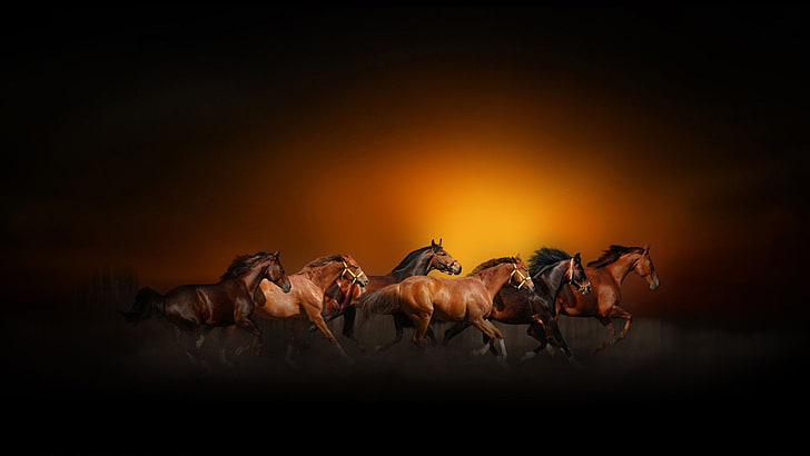خلفية سطح المكتب للخيول الراكضة غروب الشمس البرتقالي HD 2880 × 1620، خلفية HD