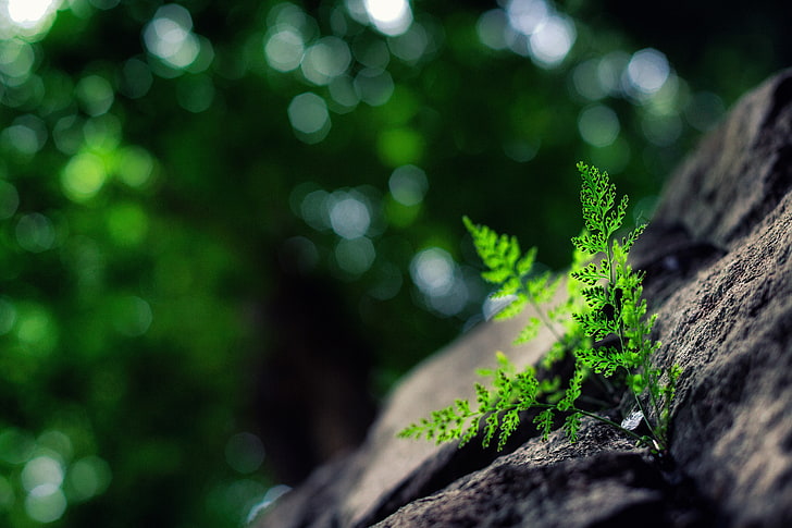 zielona roślina liściasta, zbliżenie zdjęcie zielonej rośliny paproci, makro, natura, rośliny, bokeh, Tapety HD
