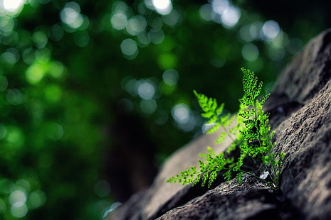 grönbladig växt, närbild foto av grön ormbunke växt, makro, natur, växter, bokeh, HD tapet HD wallpaper