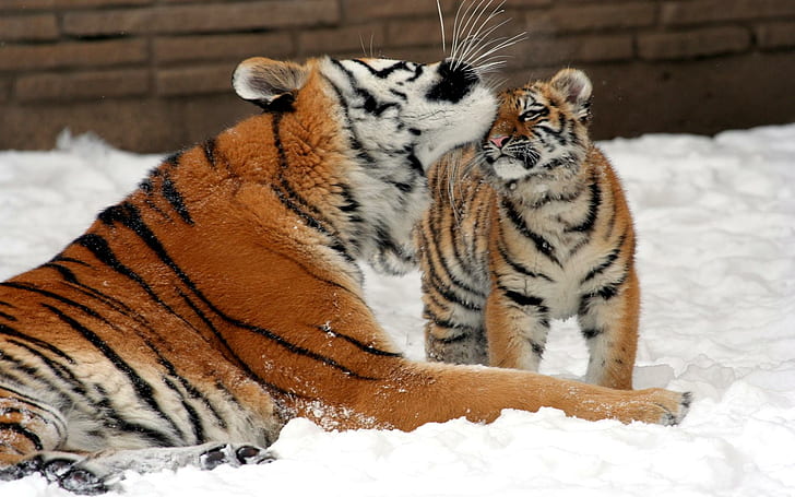 Sibirische Liebe, Katzen, Sibirier, Liebe, Schnee, wild, Streifen, Tiere, HD-Hintergrundbild