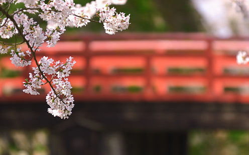 flores de flor blanca, Japón, rama, flores, bokeh, plantas, Fondo de pantalla HD HD wallpaper