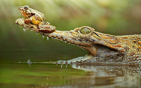 Crocodile with frog on his snout, crocodile, frog, snout, funny, HD wallpaper HD wallpaper