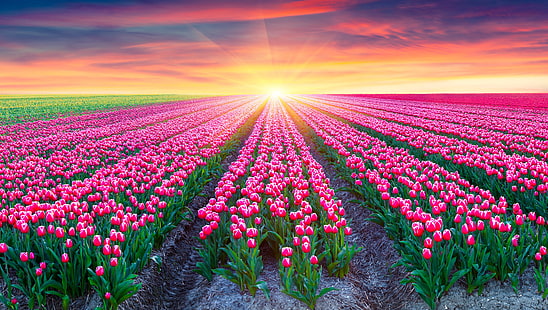 pole różowych tulipanów podczas wschodu słońca, pole tulipanów, różowe tulipany, Holandia, wschód słońca, piękny, 5K, Tapety HD HD wallpaper