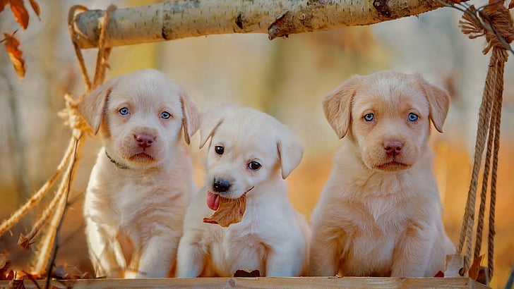 Dogs, Labrador Retriever, Baby Animal, Dog, Pet, Puppy, HD wallpaper |  Wallpaperbetter