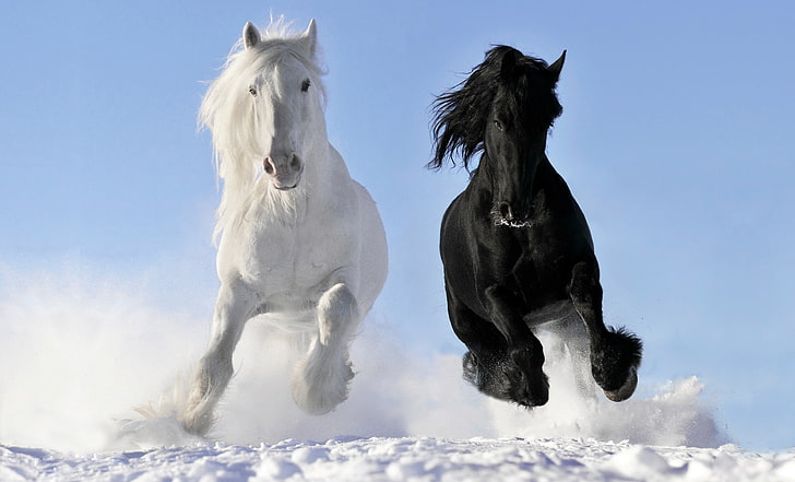 cavalos brancos e pretos, branco, neve, cavalos, cavalo, corrida, galope, corvo, © Viktoria Makarova, HD papel de parede