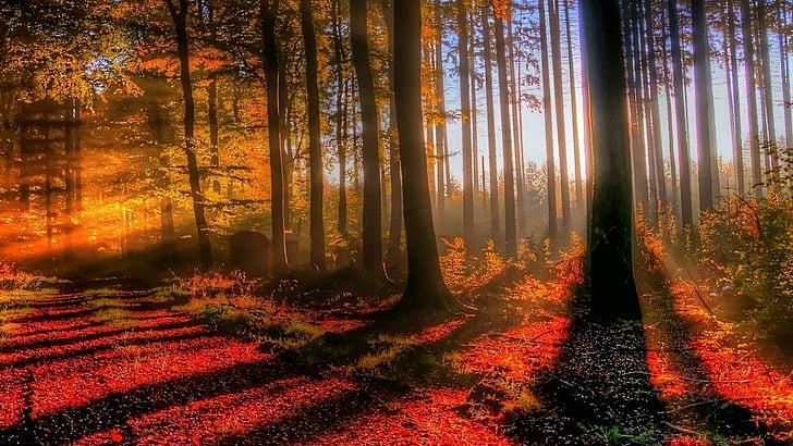 自然、森林、森林、秋、落葉性、日光、朝、パス、葉、木、 HDデスクトップの壁紙