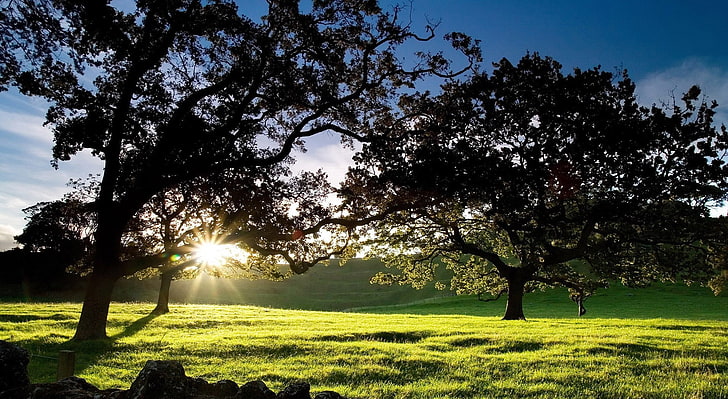 Morning Sunshine, two green leafed trees, Nature, Landscape, Sunshine, Morning, HD wallpaper