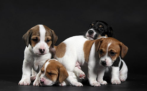 Симпатичные маленькие щенки, щенок, щенки, HD обои HD wallpaper