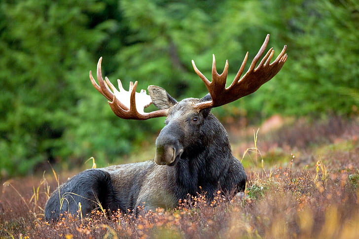 animals, moose, elk, wildlife, HD wallpaper
