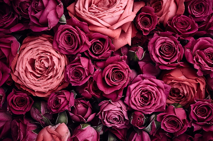 Fondo de rosas rojas HD fondos de pantalla descarga gratuita |  Wallpaperbetter